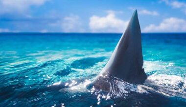 Massive great white shark now lurking along Florida’s coast