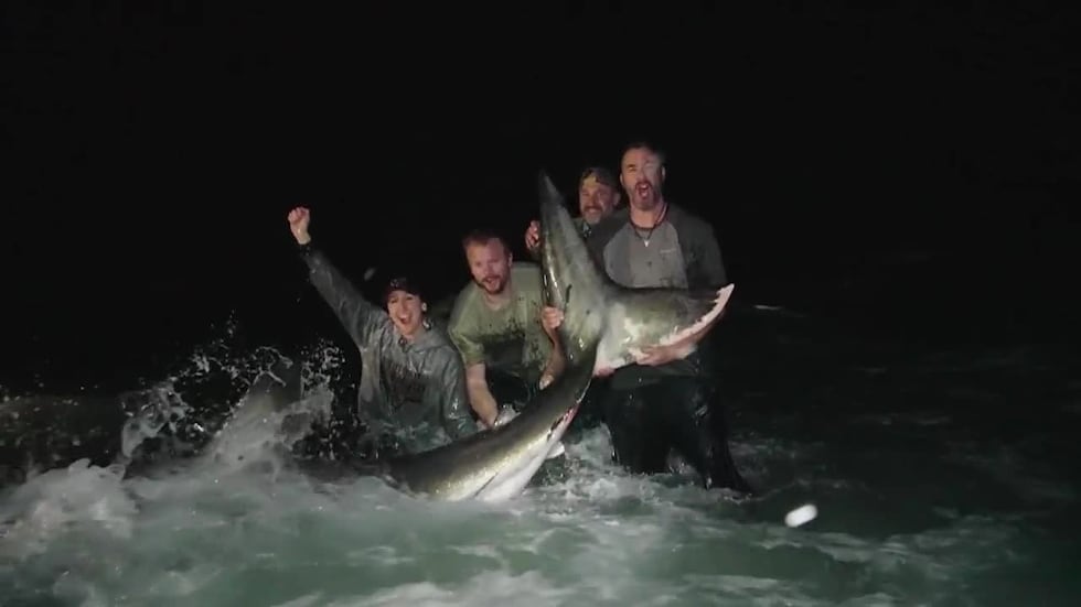 Anglers caught a large great white shark along the shores of Pensacola Beach, Florida.
