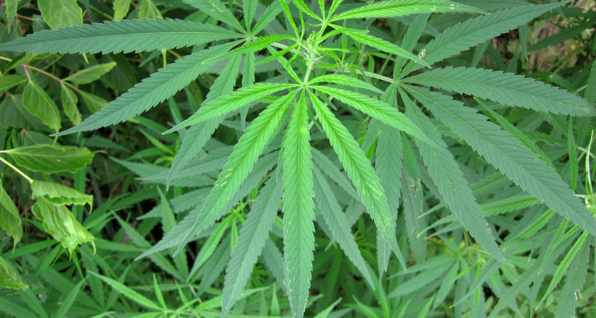 Recreational pot advocates lose court battle a week ahead of petition deadline