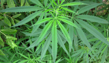 Recreational pot advocates lose court battle a week ahead of petition deadline