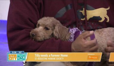 Chill Tilly needs a Furever Home