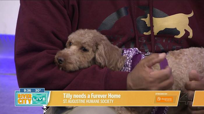 Chill Tilly needs a Furever Home