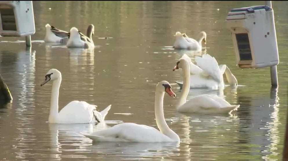 Orlando mayor promises to review city's care of Lake Eola swans
