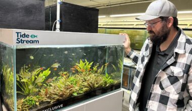 Cold snap hitting Tampa Bay area putting fish farms in survival mode