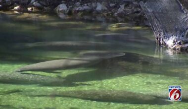 Manatees flock to Blue Spring State Park during Florida freeze