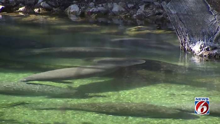 Manatees flock to Blue Spring State Park during Florida freeze