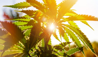 DeSantis administration launches probe into marijuana referendum petitions in Broward County