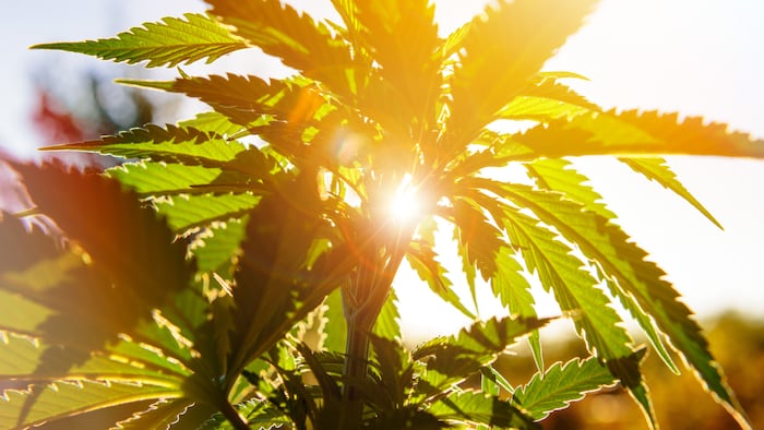 DeSantis administration launches probe into marijuana referendum petitions in Broward County