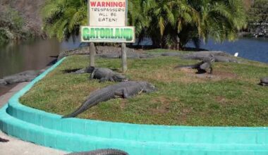 How do Florida alligators cope in cold weather? Gatorland experts explain