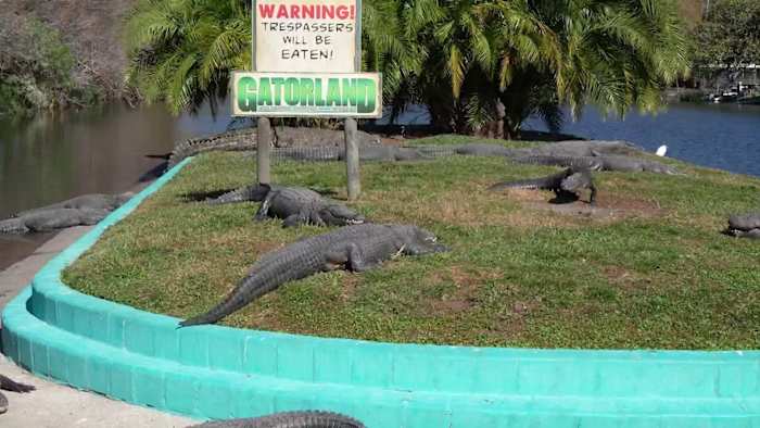 How do Florida alligators cope in cold weather? Gatorland experts explain