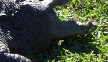 How do Florida alligators cope in cold weather?