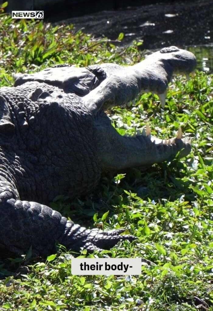 How do Florida alligators cope in cold weather?