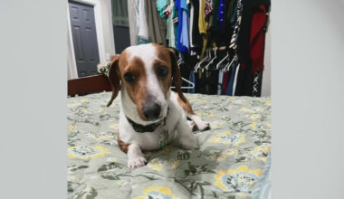 Dog owner demands change after pet killed outside Miami-Dade Animal Services