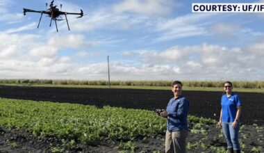 Florida looks to detect crop disease early with drones, AI as nation’s 3rd celery producer