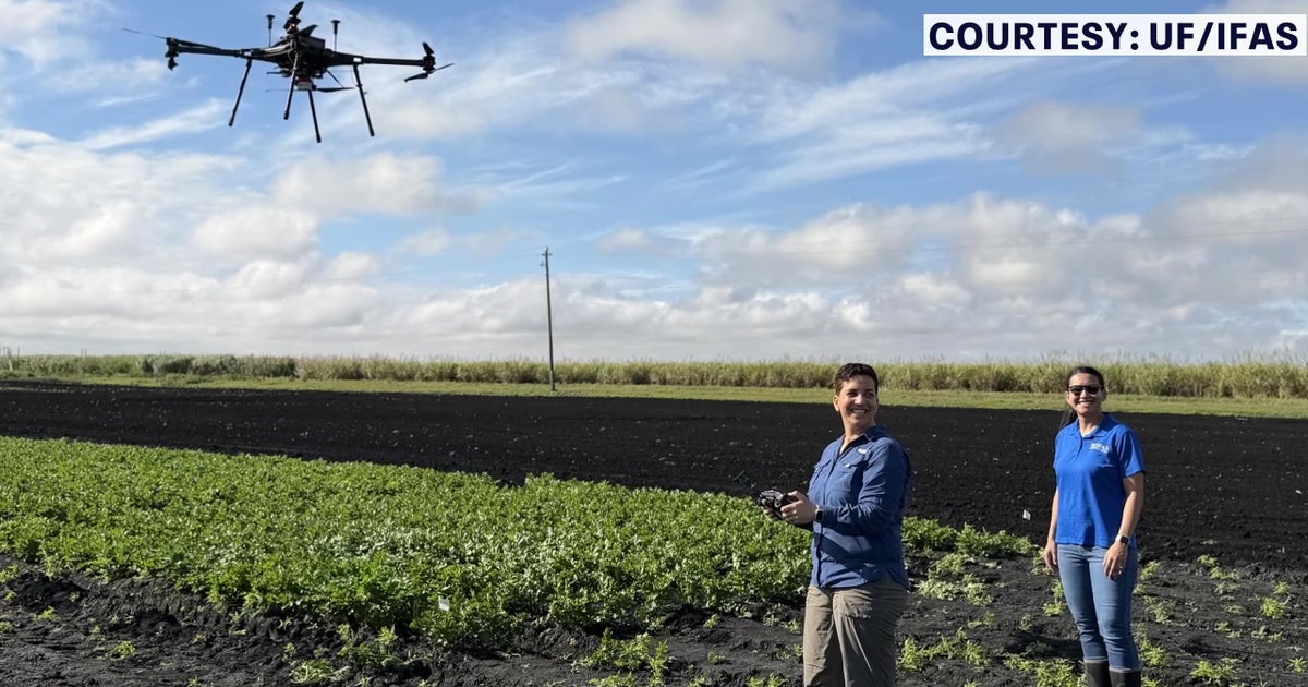 Florida looks to detect crop disease early with drones, AI as nation’s 3rd celery producer