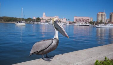St. Pete asks residents to weigh in on future seawall and shoreline improvements