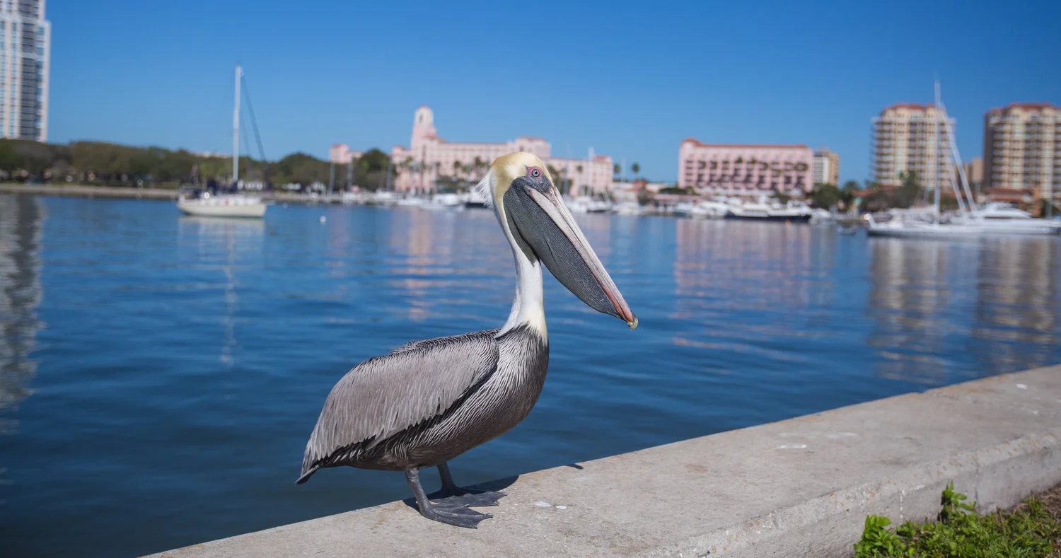 St. Pete asks residents to weigh in on future seawall and shoreline improvements