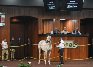 A Thoroughbred colt by Nashville stands in the middle of the Ocala Breeders' Sales Company wood-paneled auction ring. His neck is craned around as his pricks curious ears in the direction of the audience. Above the colt’s head, a screen reads, “Hip 22, 25 C. Nashville - Rapid Racer, $140,000.” (Photo: ©Judit Seipert)