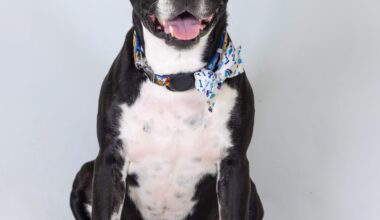 VCA Walk for the Animals Returns February 21, 2026