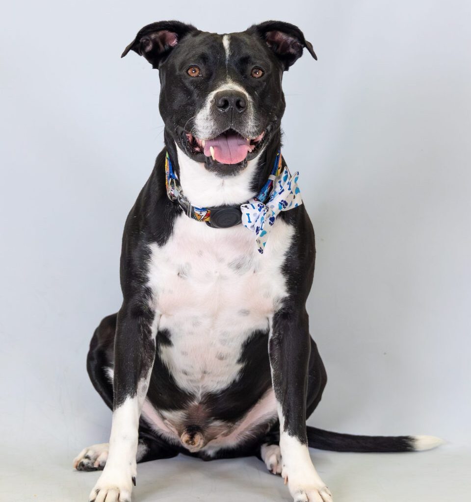 VCA Walk for the Animals Returns February 21, 2026