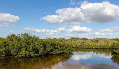 "Terra Ceia Aquatic Preserve, Manatee County, Florida (2020)" by Paul R. Burley, via Wikimedia Commons. Licensed under Creative Commons Attribution-ShareAlike 4.0 (CC BY-SA 4.0)