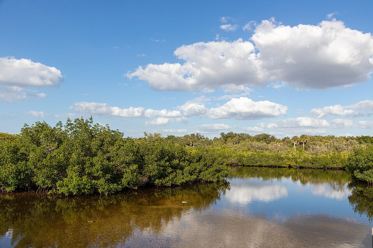 "Terra Ceia Aquatic Preserve, Manatee County, Florida (2020)" by Paul R. Burley, via Wikimedia Commons. Licensed under Creative Commons Attribution-ShareAlike 4.0 (CC BY-SA 4.0)