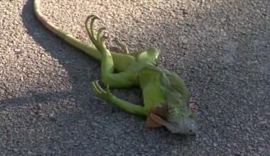 Stunned iguanas fall from trees and South Floridians bundle up as cold snap draws mixed feelings - WSVN 7News | Miami News, Weather, Sports