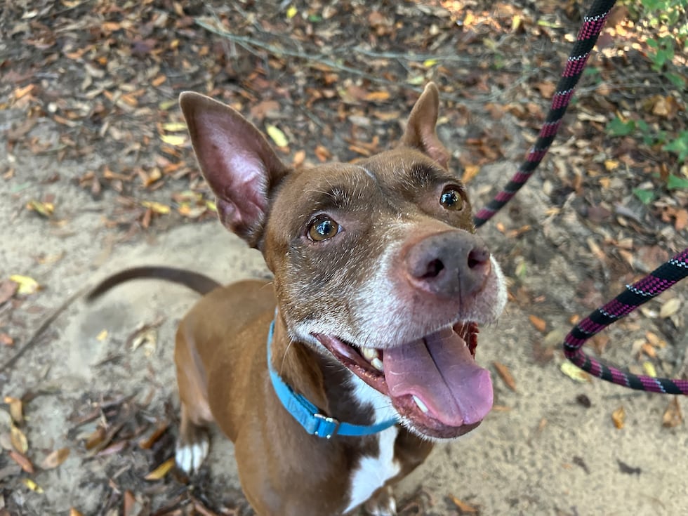 Tee is ready to get back onto the comfy couches and into the loving arms of a family again!