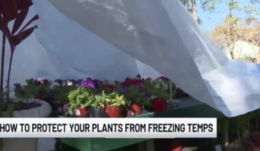 Tips on protecting plants when temperatures tumble 🪴🥶