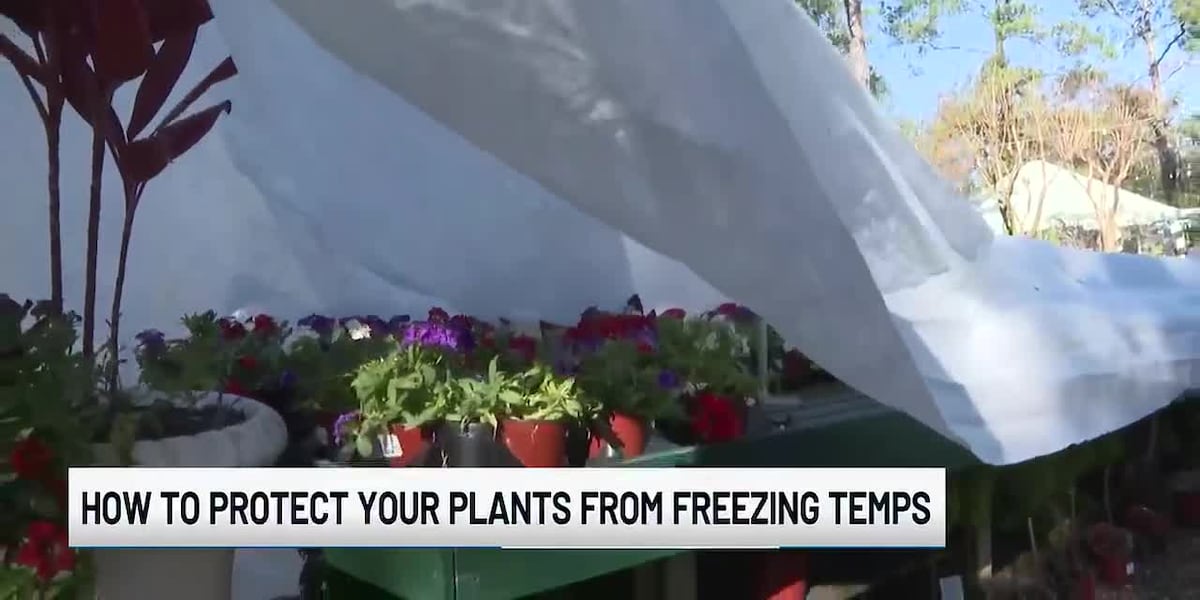 Tips on protecting plants when temperatures tumble 🪴🥶