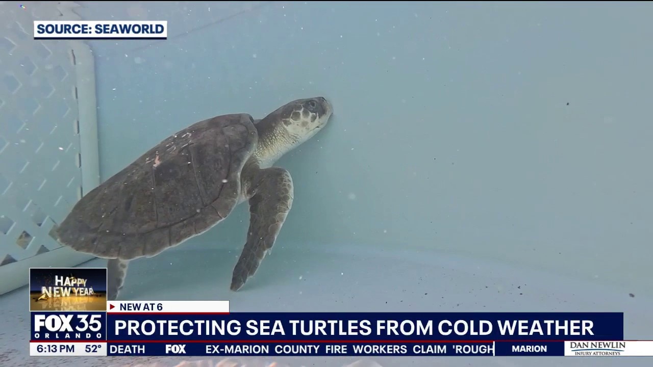 Cold snap sends endangered sea turtles into shock