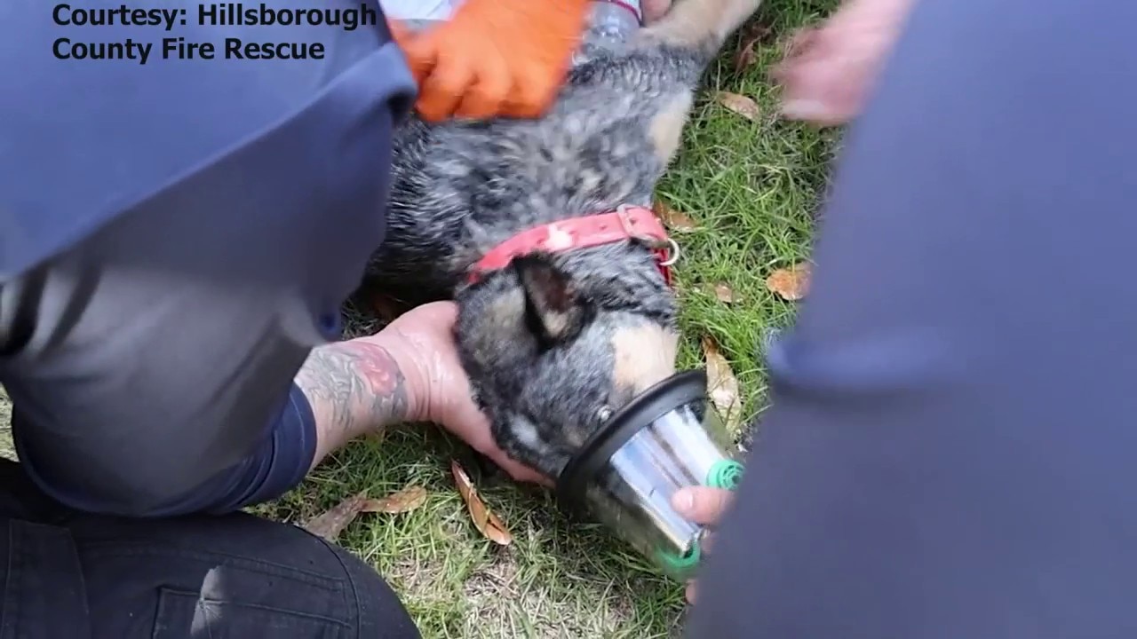 Cat dies, 5 pets saved in Tampa house fire: HCFR