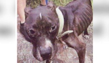 Orlando man accused of animal cruelty, smashing cinder block into car