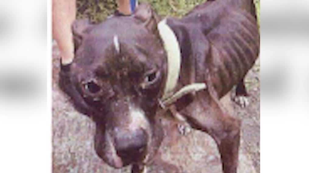 Orlando man accused of animal cruelty, smashing cinder block into car