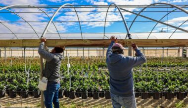 Florida Citrus at Risk From Arctic Blast as Snowstorm Nears
