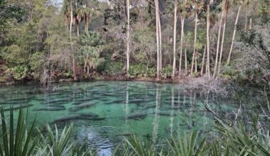 Brevard County once again leads Florida in manatee deaths