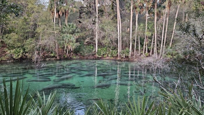 Brevard County once again leads Florida in manatee deaths