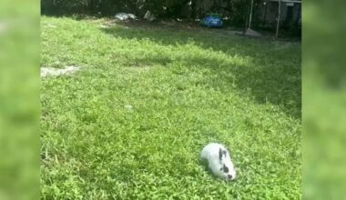 Fort Lauderdale officer shoots dog that bit him and killed pet rabbit – NBC 6 South Florida