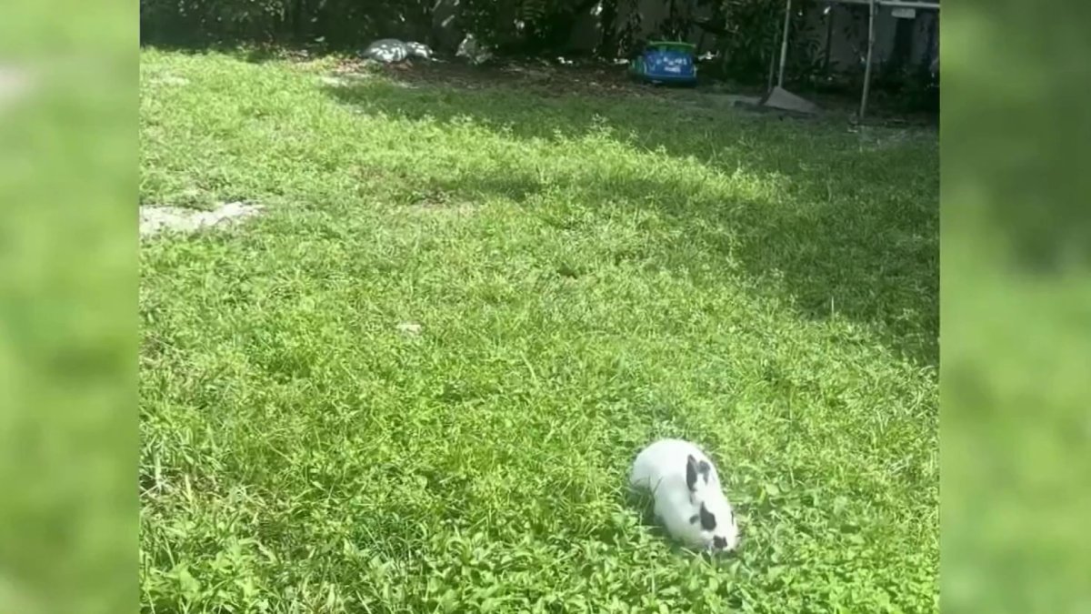 Fort Lauderdale officer shoots dog that bit him and killed pet rabbit – NBC 6 South Florida