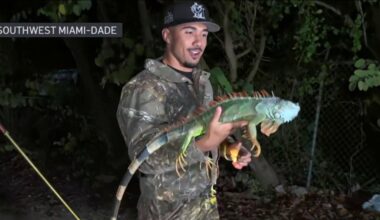 Iguana falls from tree as South Florida hits the low-40s – NBC 6 South Florida