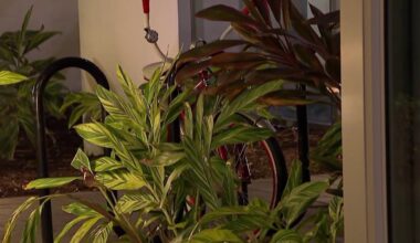 How to protect South Florida plants ahead of low temps with water, covers – NBC 6 South Florida