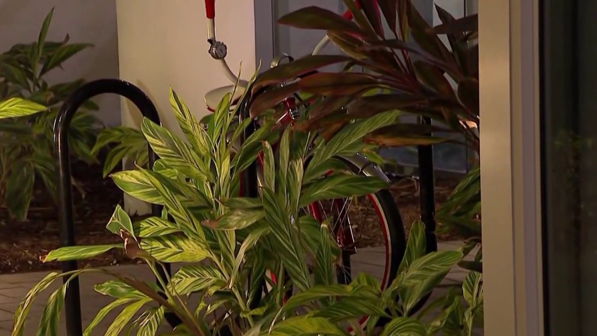 How to protect South Florida plants ahead of low temps with water, covers – NBC 6 South Florida