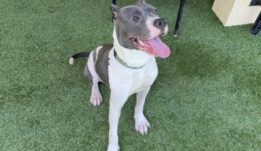 Palm City pets get life-saving care through Emergency Medical Fund