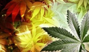 Recreational marijuana could go to Florida voters again this year