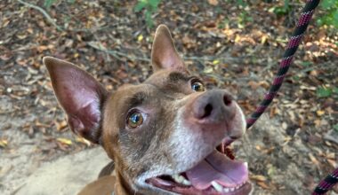 These pups New Year’s Resolution? Find a fur-ever family fast!