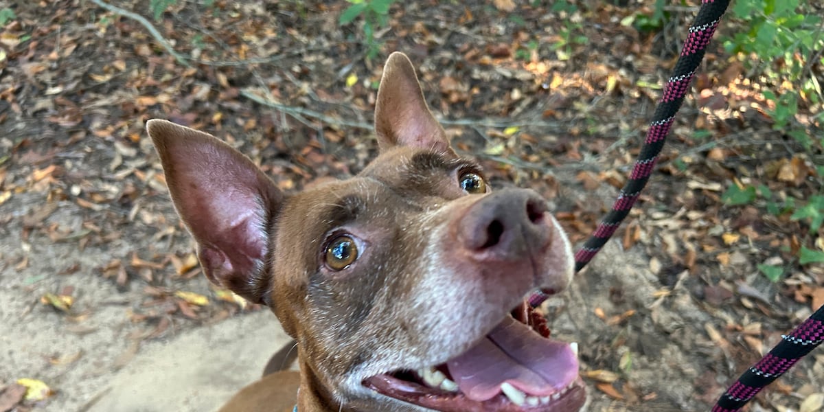 These pups New Year’s Resolution? Find a fur-ever family fast!