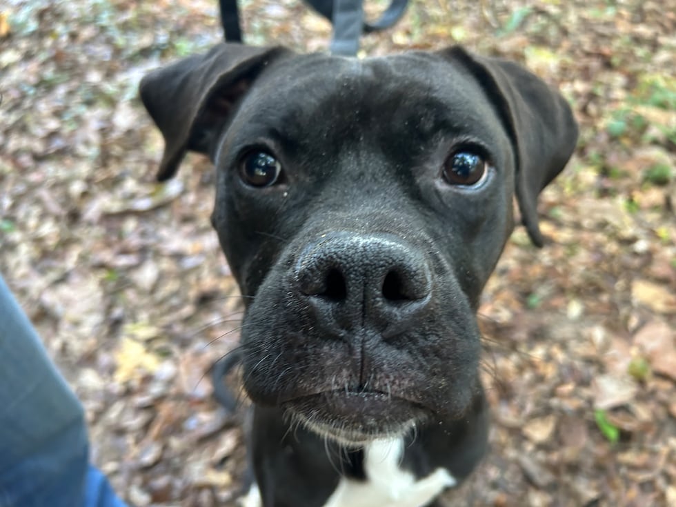 Mysterio is a secret - or not so secret - lap dog who wants very much to find  a loving, loyal...