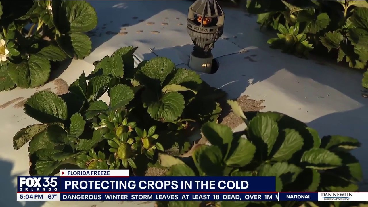 Central Florida farmers protect crops ahead of possible freeze