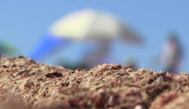 Algae piles up along Southwest Florida's beaches