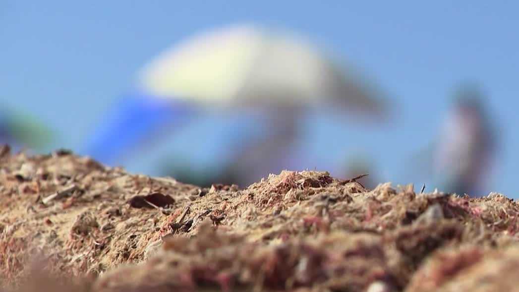 Algae piles up along Southwest Florida's beaches